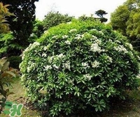 為什么學(xué)校要種石楠花？石楠花的味道為什么這么銷魂？