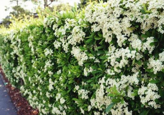 石楠花可以吃嗎？石楠花花語