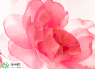 五月份還有櫻花嗎？日本5月份還有櫻花嗎？
