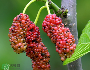 桑葚什么時候結(jié)果？桑葚幾年結(jié)果？