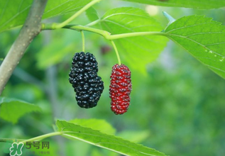 桑葚什么時候結(jié)果？桑葚幾年結(jié)果？