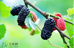 哪些人不能吃桑葚？桑葚什么人不能吃？
