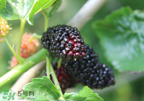 哪些人不能吃桑葚？桑葚什么人不能吃？