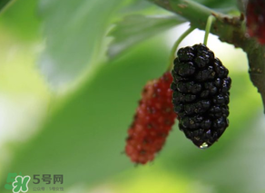 哪些人不能吃桑葚？桑葚什么人不能吃？
