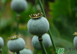 罌粟苗能當(dāng)菜吃嗎？罌粟苗可以當(dāng)菜吃嗎？