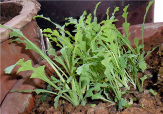 罌粟苗能當(dāng)菜吃嗎？罌粟苗可以當(dāng)菜吃嗎？
