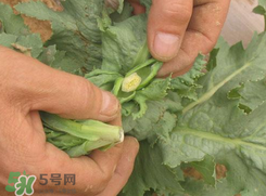 大煙苗能吃嗎？大煙苗能生吃嗎？