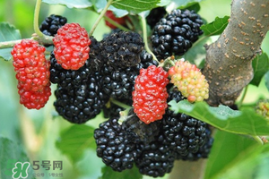 桑葚酸嗎？桑葚為什么酸？