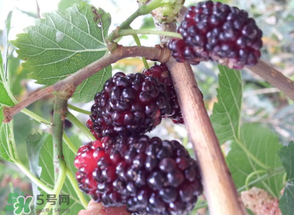 桑葚發(fā)霉了還能吃嗎？桑葚發(fā)霉了還能泡酒嗎？