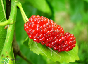 桑葚變紅了可以吃嗎？桑葚發(fā)紅可以吃嗎？