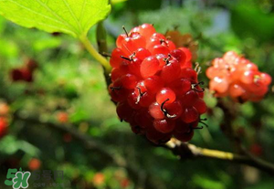 桑葚變紅了可以吃嗎？桑葚發(fā)紅可以吃嗎？