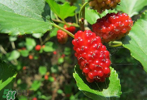 桑葚變紅了可以吃嗎？桑葚發(fā)紅可以吃嗎？