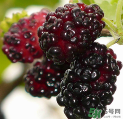 桑葚不甜怎么辦？桑葚不甜怎么變甜？
