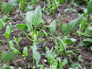 4月份可以種菠菜嗎？菠菜幾月份種？