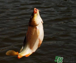 四月份可以釣鯉魚嗎？四月份怎么釣鯉魚？
