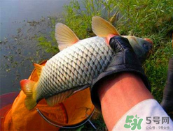 四月份可以釣鯉魚嗎？四月份怎么釣鯉魚？