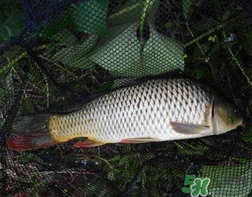 四月份可以釣鯉魚嗎？四月份怎么釣鯉魚？