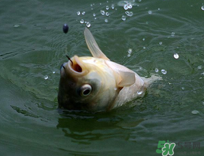 四月份能釣魚嗎？四月份釣什么魚？