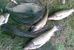 四月份能釣魚嗎？四月份釣什么魚？