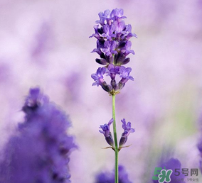 4月份有薰衣草嗎？四月份薰衣草開了嗎？