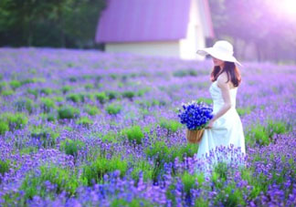 4月份有薰衣草嗎？四月份薰衣草開(kāi)了嗎？