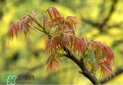 香椿多少錢一斤？香椿芽多少錢一斤2017？