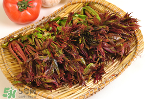 香椿為什么會(huì)苦？香椿苦味怎么回事？