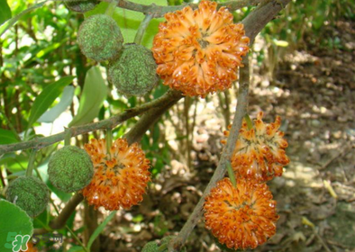 構(gòu)樹(shù)花孕婦能吃嗎？構(gòu)樹(shù)花孕婦可以吃嗎？