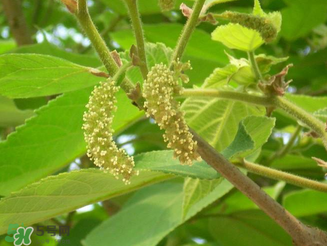 構(gòu)樹(shù)花孕婦能吃嗎？構(gòu)樹(shù)花孕婦可以吃嗎？