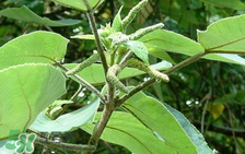 構(gòu)樹穗孕婦能吃嗎？孕婦能吃構(gòu)樹穗嗎？