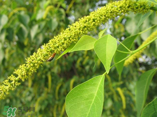 構(gòu)樹穗孕婦能吃嗎？孕婦能吃構(gòu)樹穗嗎？