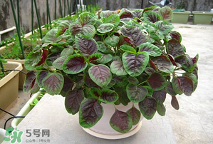 孕婦能吃莧菜嗎？孕婦可以吃莧菜嗎？