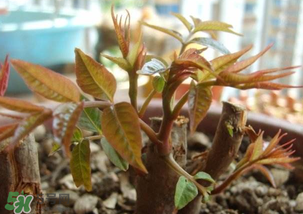 香椿什么時候發(fā)芽？香椿什么時候采摘？