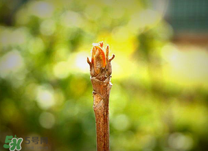 香椿什么時候發(fā)芽？香椿什么時候采摘？