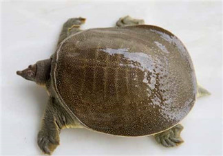 懷孕初期能吃甲魚嗎？懷孕初期可以吃甲魚嗎？