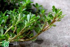 馬齒莧能治白發(fā)嗎？馬齒莧可以治白發(fā)嗎？