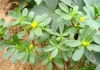 馬齒莧能治白發(fā)嗎？馬齒莧可以治白發(fā)嗎？