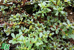 馬齒莧能治白發(fā)嗎？馬齒莧可以治白發(fā)嗎？