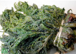 香椿腌制多久可以吃？香椿腌多長時間能吃？