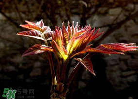 香椿能放冰箱嗎？香椿放冰箱能保存多久？