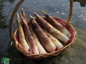 竹筍為什么澀？竹筍如何去澀？