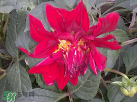 五月份什么花開(kāi)？五月份開(kāi)什么花？