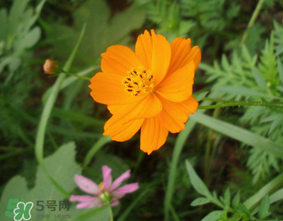 五月份什么花開(kāi)？五月份開(kāi)什么花？