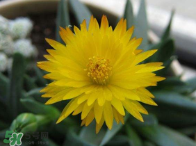 五月份什么花開(kāi)？五月份開(kāi)什么花？