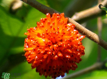 構(gòu)樹(shù)果實(shí)能吃嗎？構(gòu)樹(shù)果實(shí)孕婦能吃嗎？