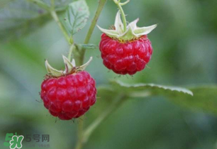 山莓孕婦能吃嗎？山莓孕婦可以吃嗎？