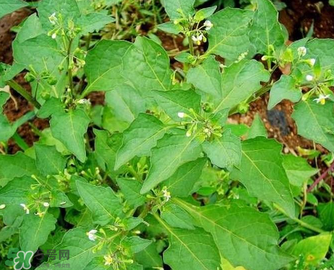 孕婦可以吃龍葵菜嗎？龍葵菜孕婦可以吃嗎？