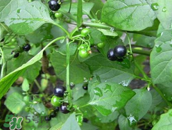 孕婦可以吃龍葵菜嗎？龍葵菜孕婦可以吃嗎？