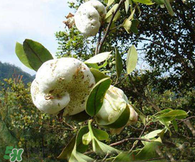 茶耳孕婦能吃嗎？孕婦能吃茶耳嗎？