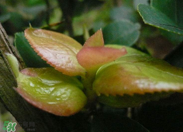 茶耳孕婦能吃嗎？孕婦能吃茶耳嗎？